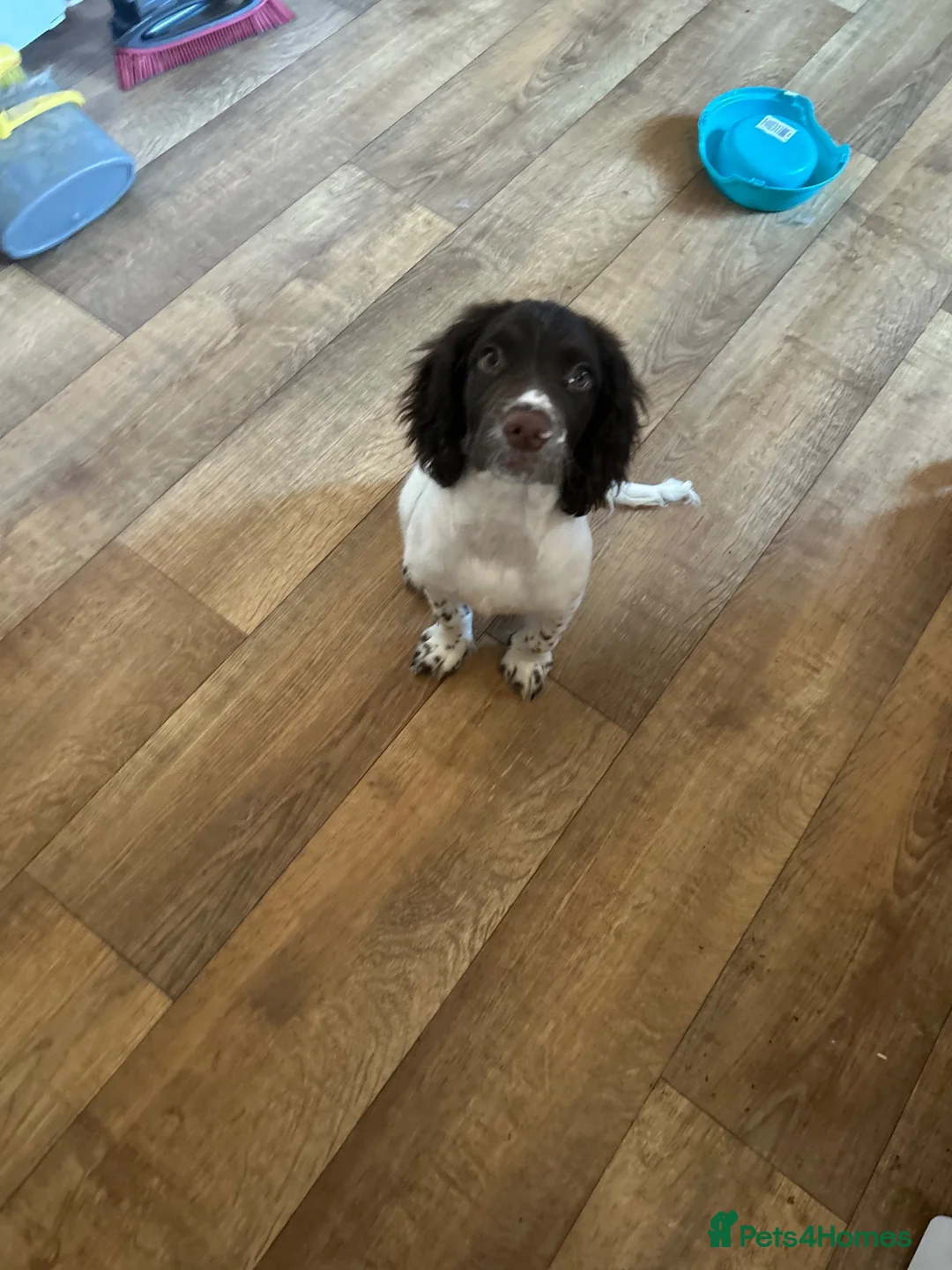 English Springer Spaniel dogs for sale: male puppy  in Highbridge - Advert 5