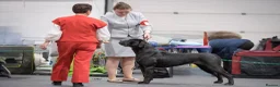 Cane Corso dogs for sale: Cane corso  - Advert 6