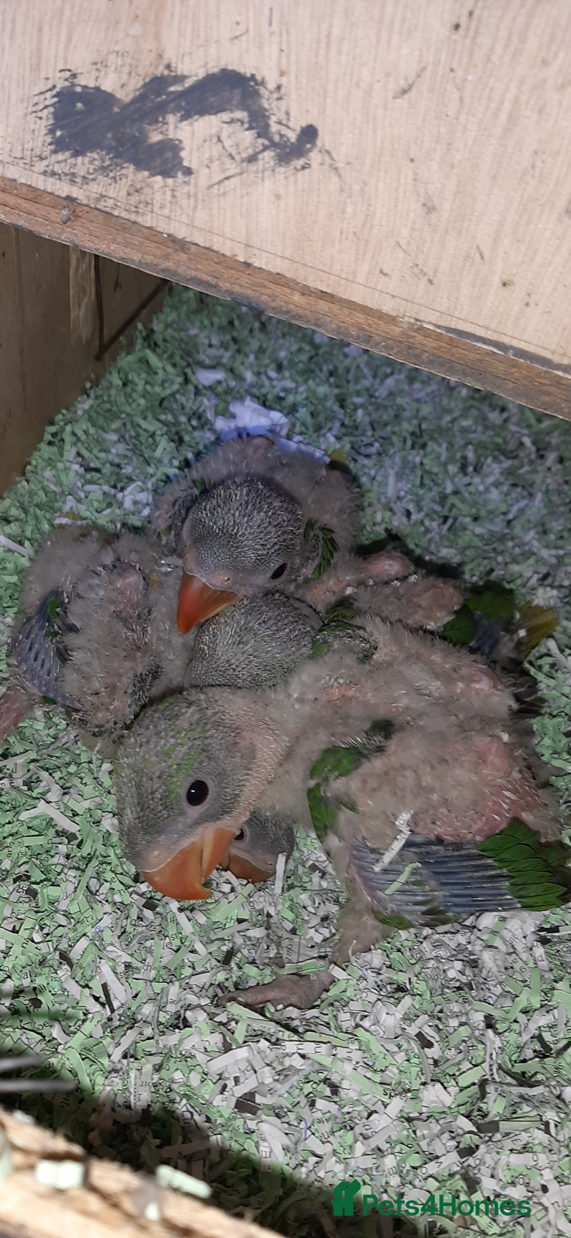 Parrots birds Alexandrine baby lovely Birds for king gifts new - Advert 6