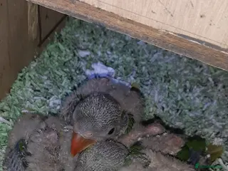 Parrots birds Alexandrine baby lovely Birds for king gifts new - Advert 6