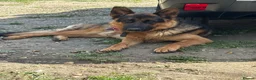 German Shepherd dogs for sale: German shepherd puppies  in Chatteris - Advert 2