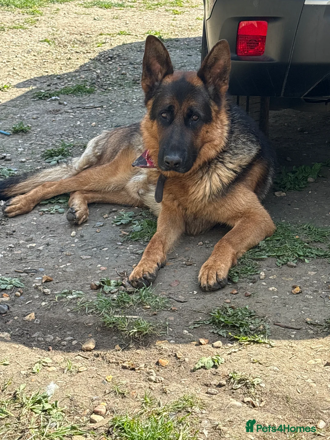 German Shepherd dogs for sale: German shepherd puppies  in Chatteris - Advert 2