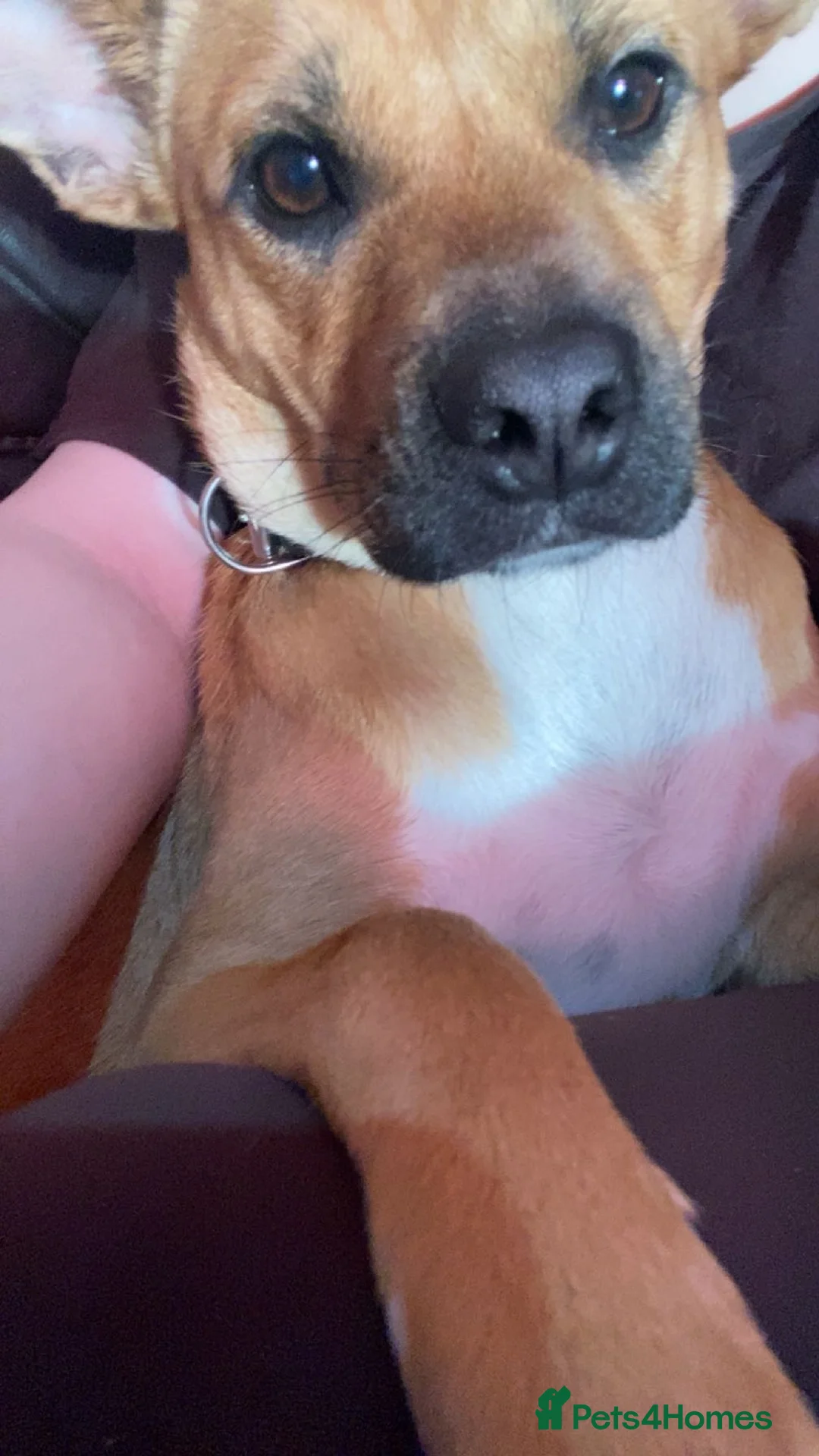 Mixed Breed dogs for sale: Looking for new home. in Ashton-under-Lyne - Advert 1