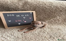 Italian Greyhound dogs for sale: Italian greyhound puppies - Advert 2