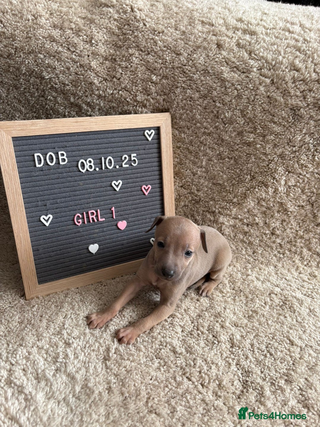 Italian Greyhound dogs for sale: Italian greyhound puppies - Advert 2