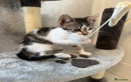Mixed Breed cats for sale: Last half bengal baby boy 💕 - Image 9