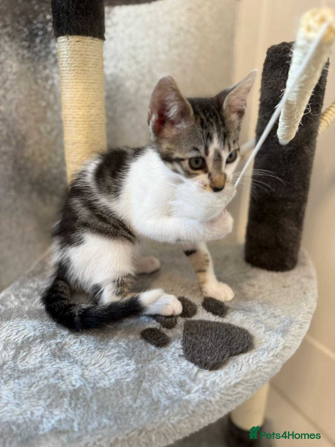 Mixed Breed cats for sale: Last half bengal baby boy 💕 - Image 9