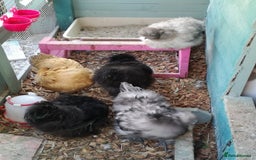Chickens poultry for sale: JOB LOT COOP, 3 SILKIE HENS+ALL ACCESSORIES  in Colwyn Bay - Image 5