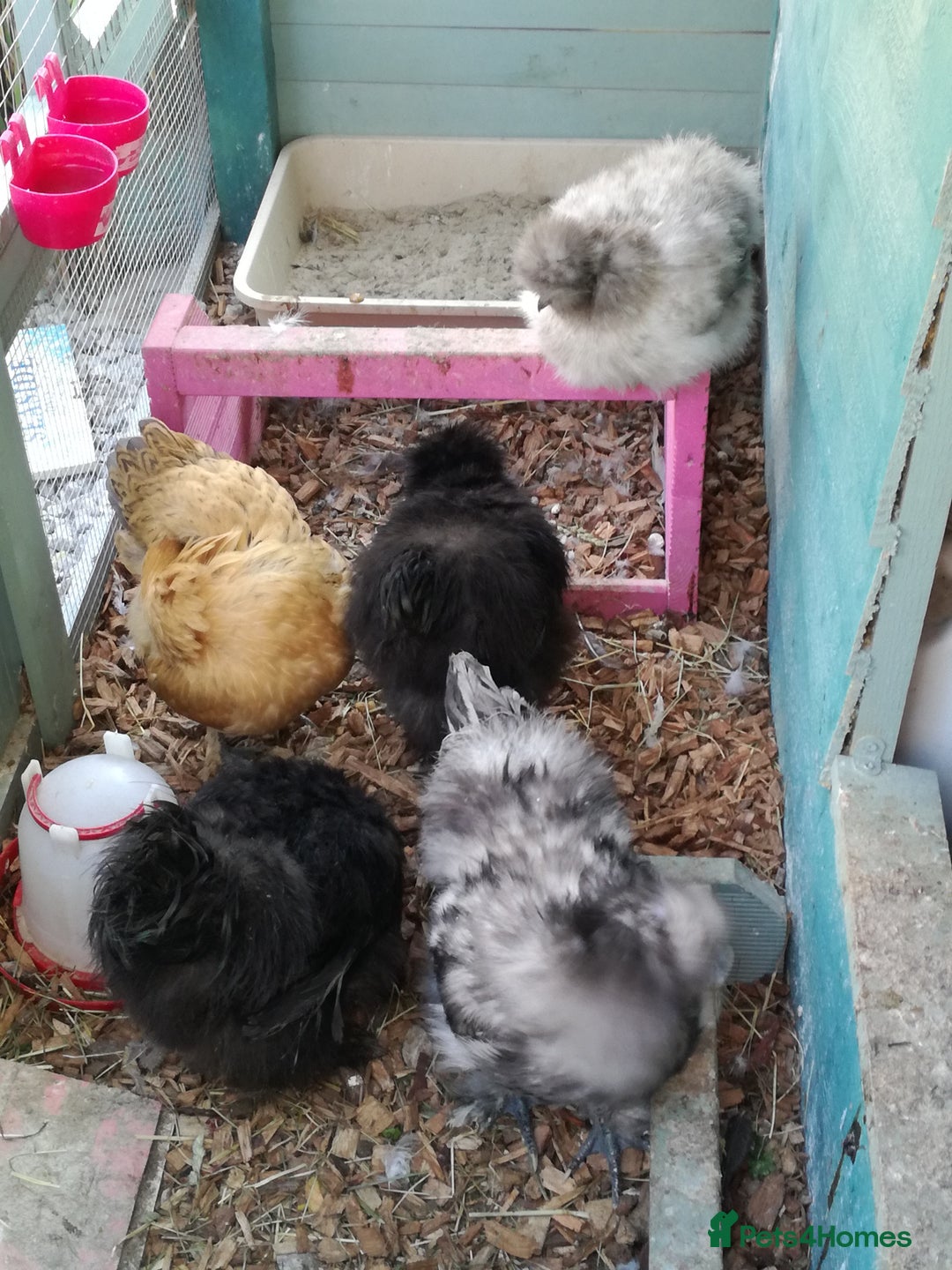 Chickens poultry for sale: JOB LOT COOP, 3 SILKIE HENS+ALL ACCESSORIES  in Colwyn Bay - Image 5