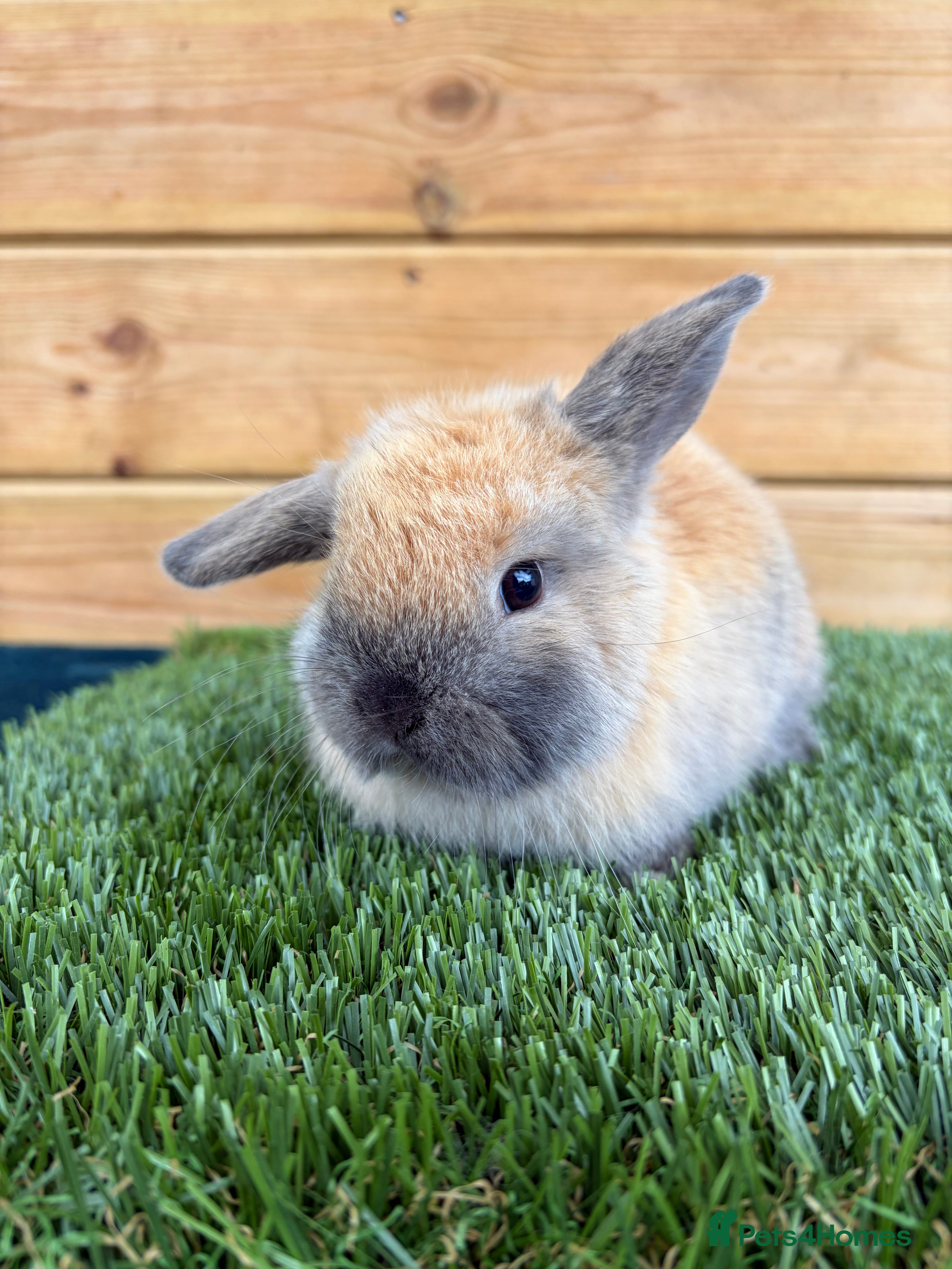 Mini Lop rabbits Well Socialised Female Only Mini Lop - Advert 14