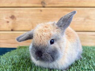 Mini Lop rabbits Well Socialised Female Only Mini Lop - Advert 14