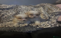 Mixed Breed dogs for sale: Chorkie-apso puppies  - Image 4