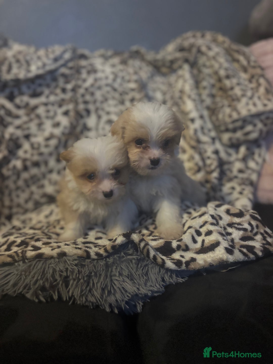 Mixed Breed dogs for sale: Chorkie-apso puppies  - Image 4