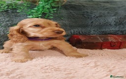 Cocker Spaniel dogs for sale: 🔥LAST TWO BOYS LEFT!🔥 KC SHOW COCKER SPANIEL  - Image 15