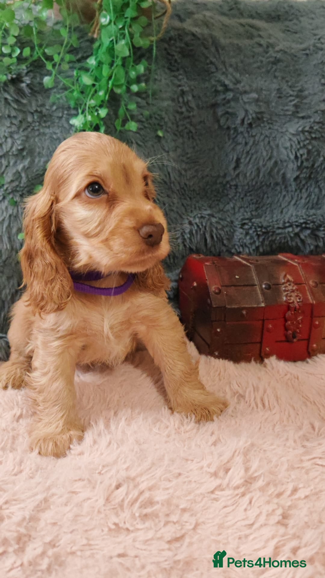 Cocker Spaniel dogs for sale: 🔥LAST TWO BOYS LEFT!🔥 KC SHOW COCKER SPANIEL  - Image 15