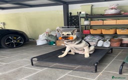 German Shepherd dogs for sale: ⚡RARE EAST EUROPEAN SHEPHERD PUPPIES AVAILABLE⚡ - Image 30