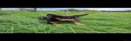 Australian Kelpie dogs for sale: Beautiful kelpie puppies for sale - Advert 26