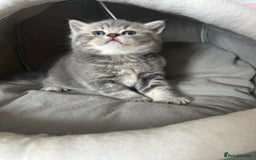 Scottish Fold cats for sale: Pure breed SCOTTISH FOLD - Image 8
