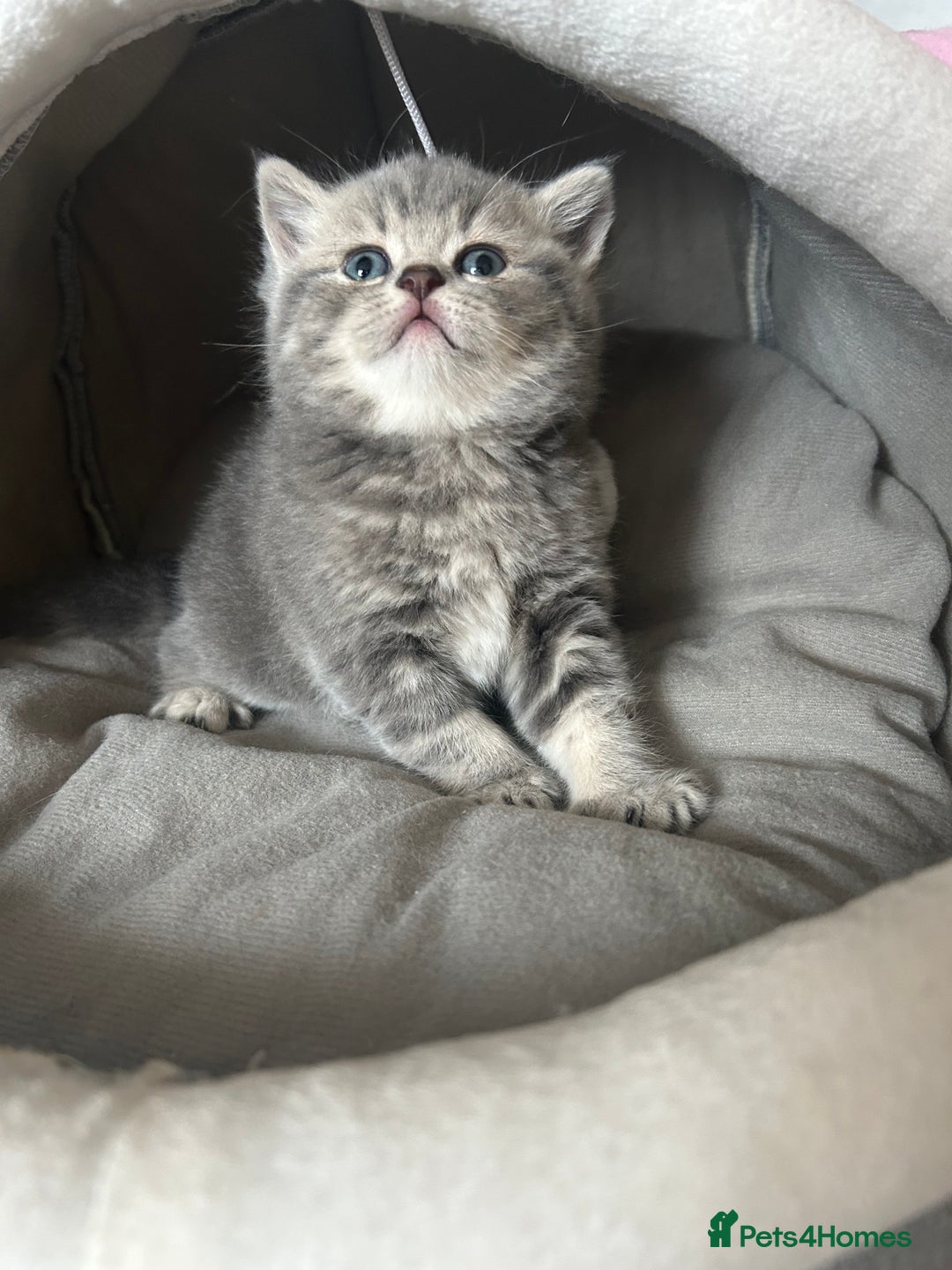 Scottish Fold cats for sale: Pure breed SCOTTISH FOLD - Image 8