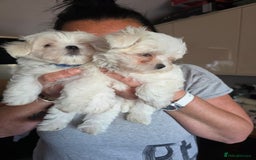 Maltese dogs for sale: Maltese boys - Advert 2