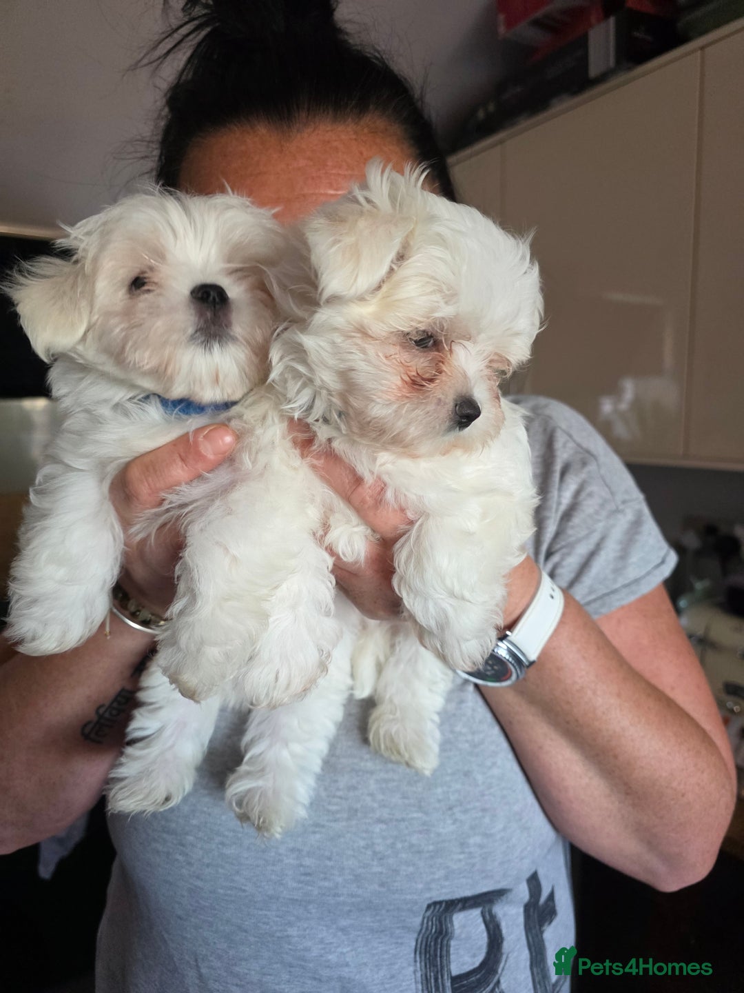 Maltese dogs for sale: Maltese boys - Advert 2