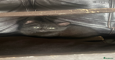 British Shorthair cats - Advert 15