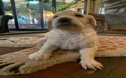 Sheepadoodle dogs for sale: Sheepadoodle Standard Size F1b puppies - Image 6
