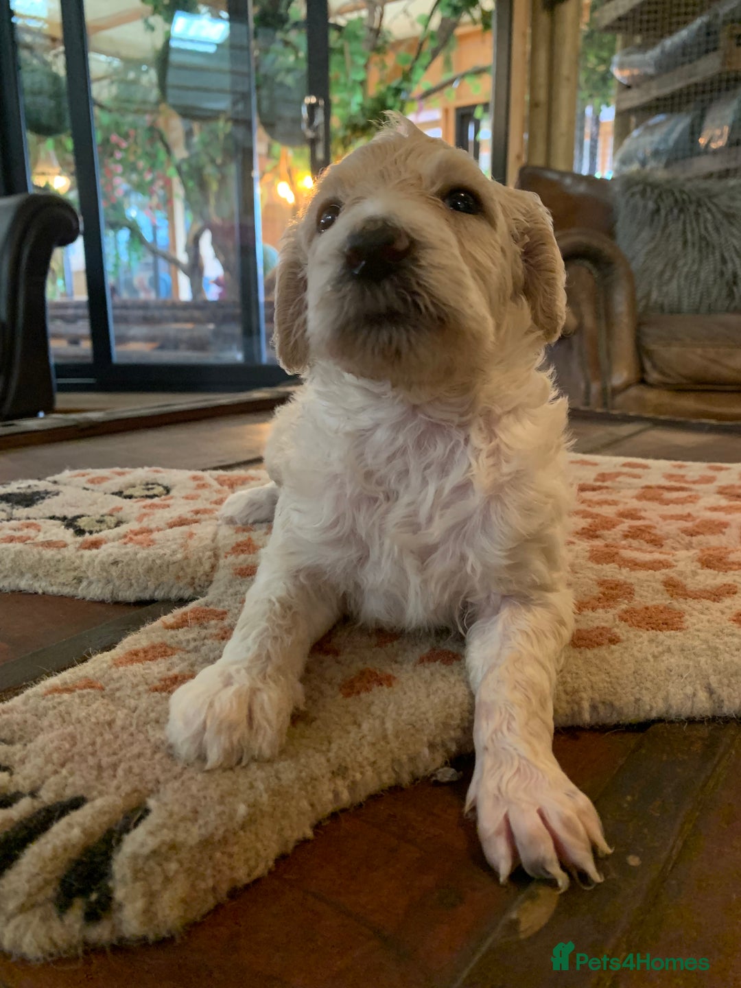 Sheepadoodle dogs for sale: Sheepadoodle Standard Size F1b puppies - Image 6