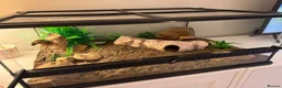 Gecko reptiles for sale: Leopard gecko  - Advert 4