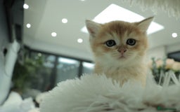 British Shorthair cats for sale: Stunning Champion Bloodlines kittens  - Advert 6
