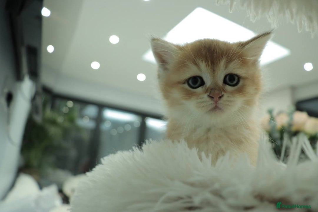 British Shorthair cats for sale: Stunning Champion Bloodlines kittens  - Advert 6