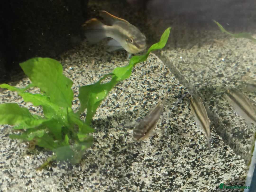 Cichlids fish for sale: Kribbines  - Image 2