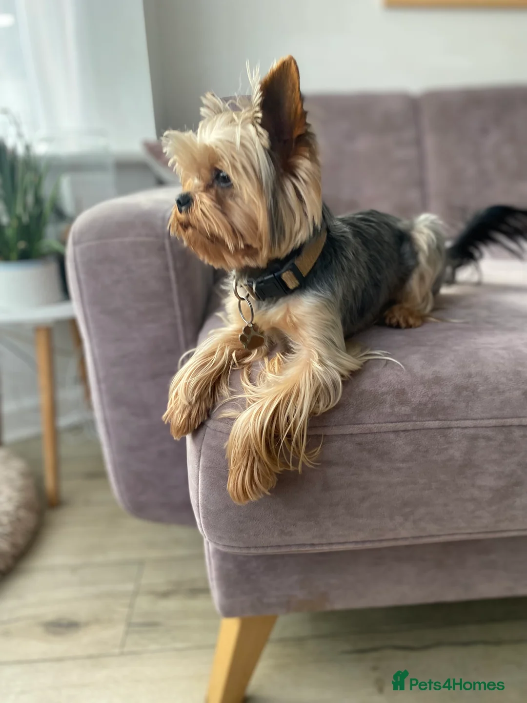 Yorkshire Terrier dogs for stud: Miniature Yorkshire Terrier Dog for Stud £200 in Mitcham - Advert 8