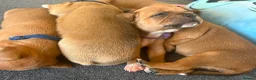 Staffordshire Bull Terrier dogs for sale: KC Red Staffordshire Bull Terriers ❤️❤️🏆🩸 - Advert 7