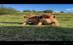 Hungarian Vizsla dogs for sale: Wirehaired Vizsla’s - Image 18