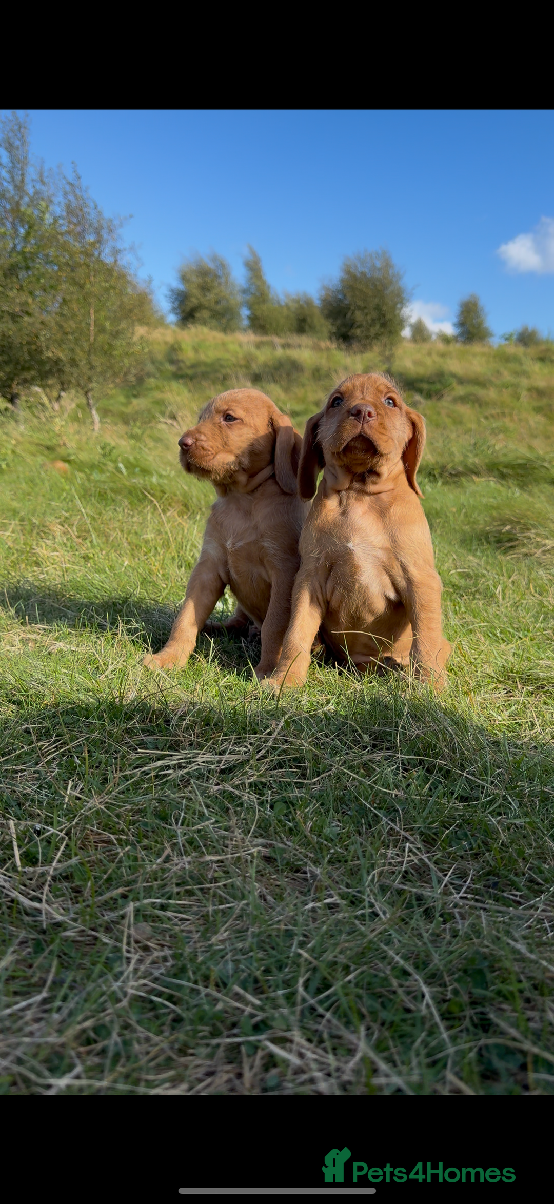 Hungarian Vizsla dogs for sale: Wirehaired Vizsla’s - Image 18