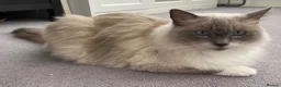 Ragdoll cats for sale: Three ragdolls  - Advert 3