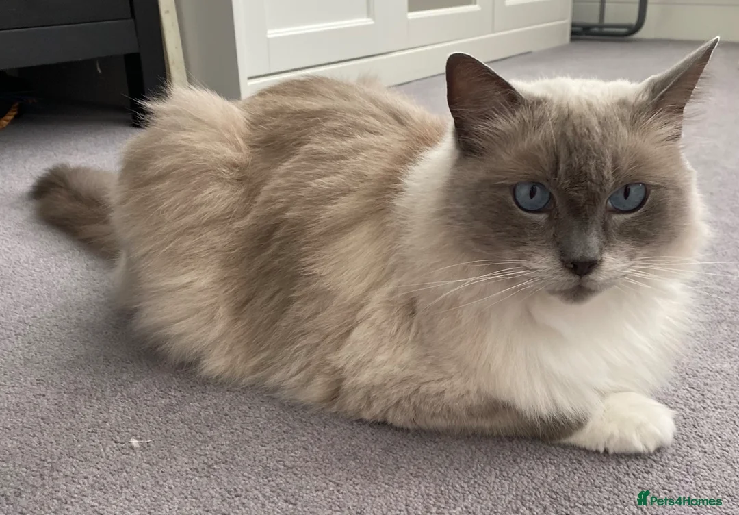 Ragdoll cats for sale: Three ragdolls  - Advert 3
