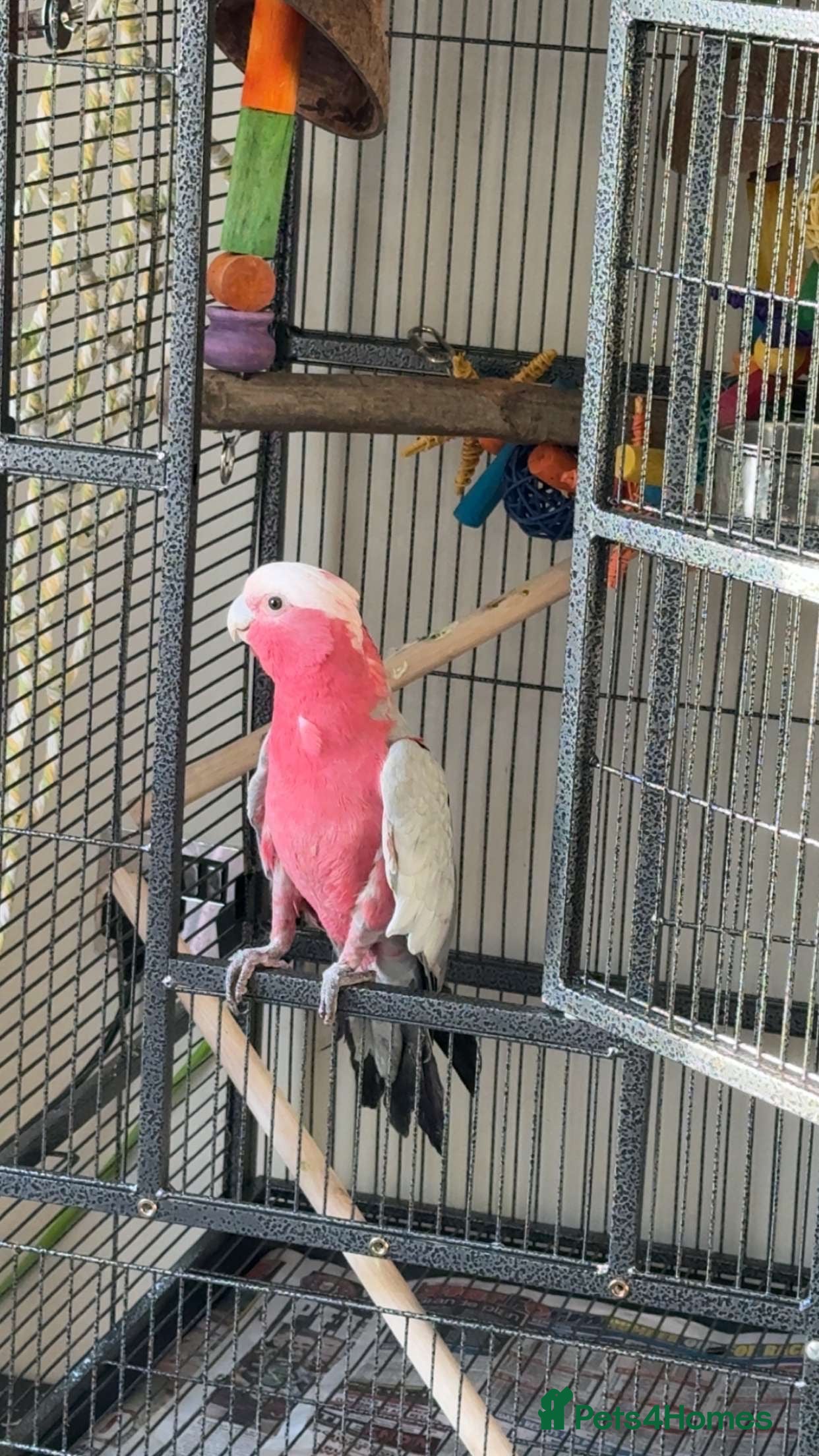 Cockatoo birds Beautiful happy boy  - Advert 1