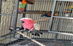 Cockatoo birds for sale: Beautiful happy boy  - Advert 1