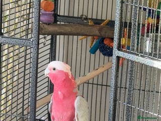 Cockatoo birds Beautiful happy boy - Advert 17