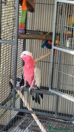 Cockatoo birds Beautiful happy boy - Advert 1