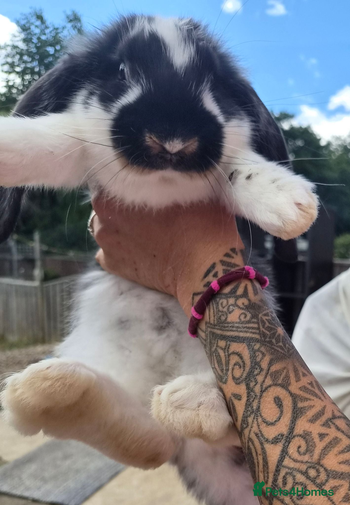 French Lop rabbits beautiful show quality french lops can leave now  - Advert 2