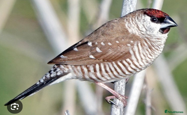 Finches birds - Advert 1