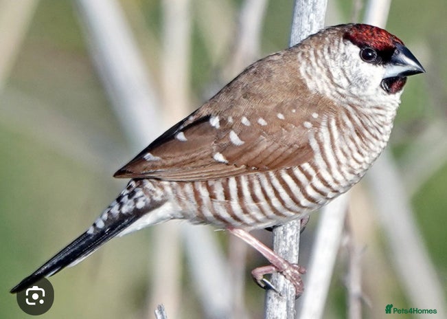 Finches birds - Advert 5