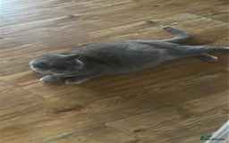 British Shorthair cats for sale: Stunning British short hair kittens - Image 6