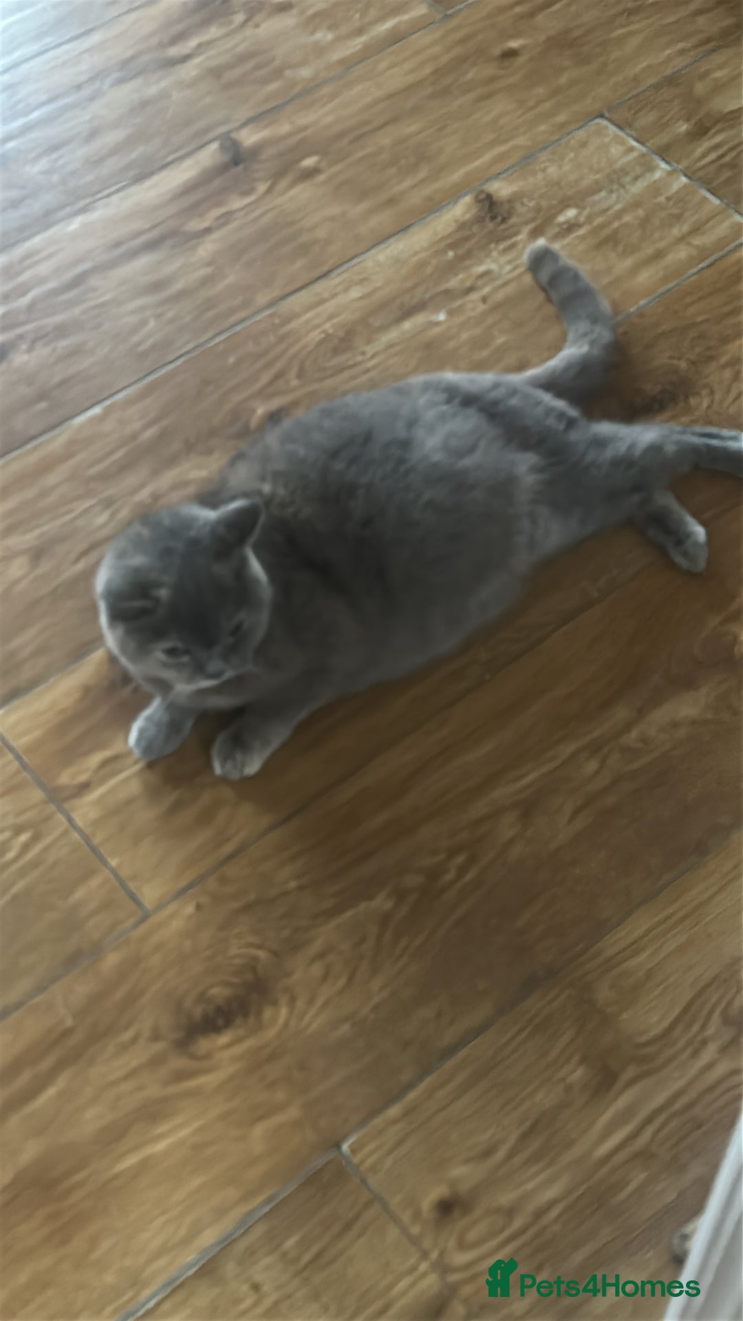 British Shorthair cats for sale: Stunning British short hair kittens - Image 6