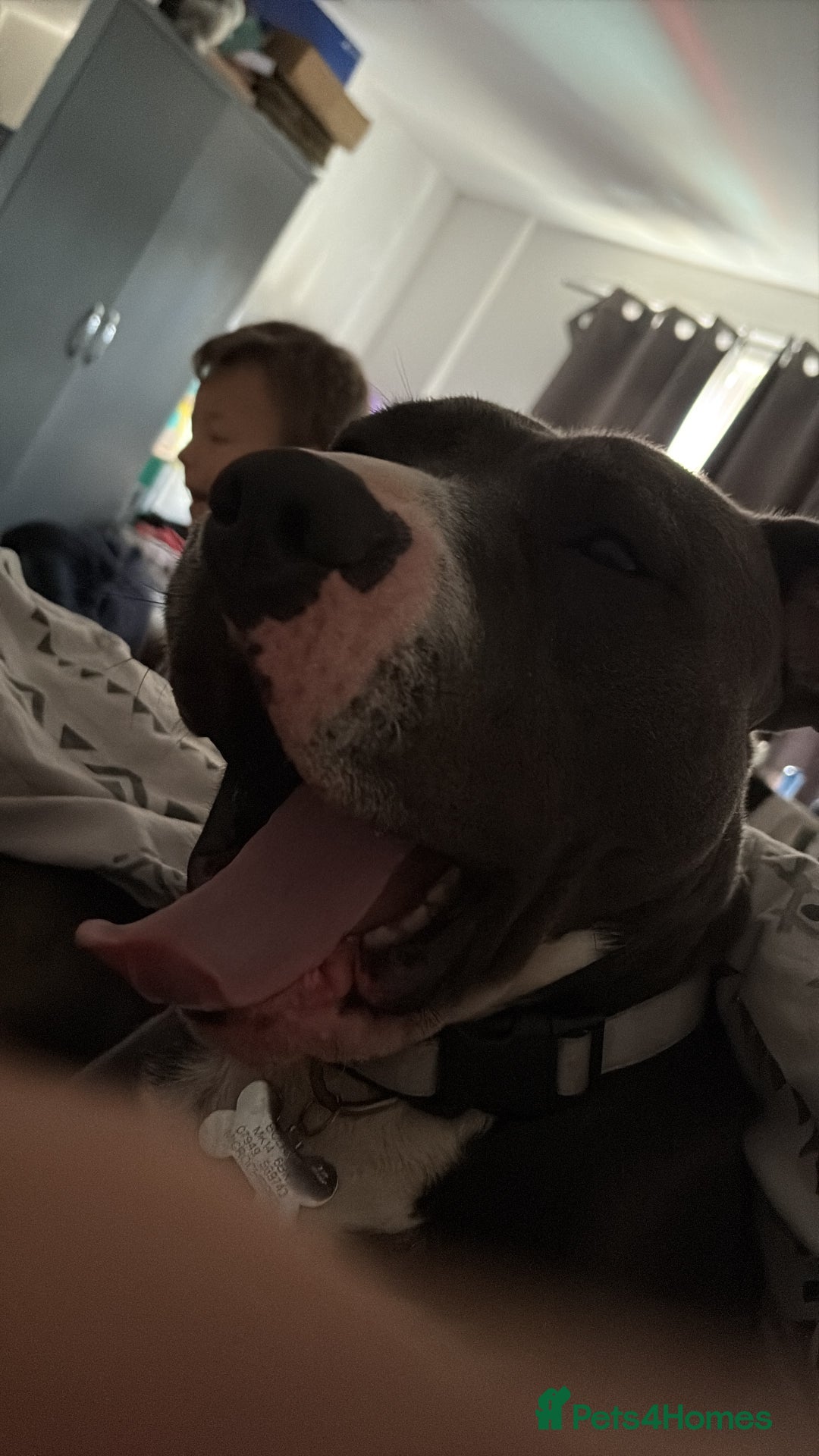 Staffordshire Bull Terrier dogs for stud: Bluey  - Image 3