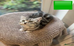 British Shorthair cats for sale: Beautiful registered British Shorthaired Kittens - Image 19