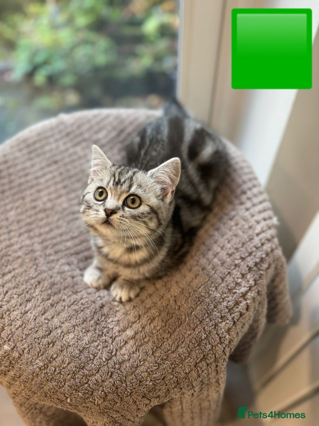 British Shorthair cats for sale: Beautiful registered British Shorthaired Kittens - Image 19